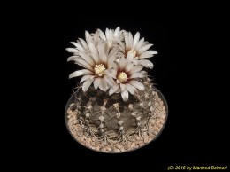 Gymnocalycium spegazzinii 549